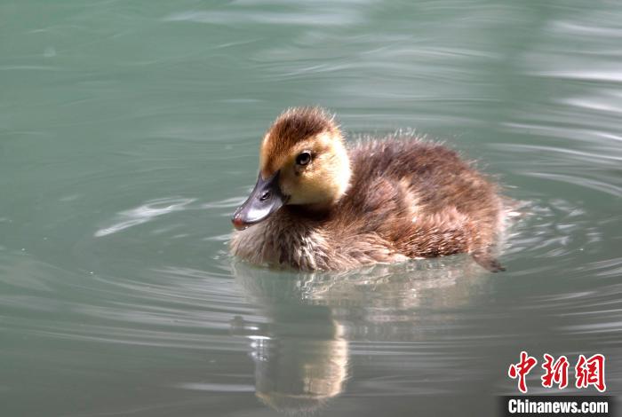 圖為6月22日，棲息在拉魯濕地的白眼潛鴨?！±盍?攝