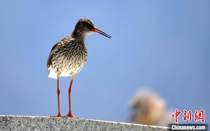 圖為6月22日，棲息在拉魯濕地的紅腳鷸?！±盍?攝