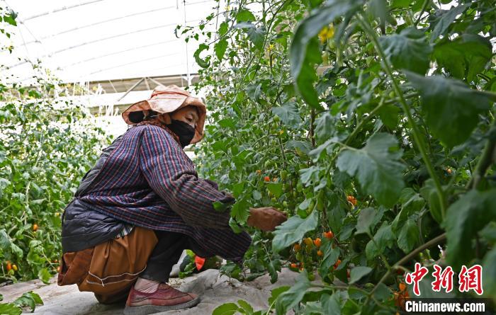 圖為巴珍在地里勞作?！≮w朗 攝