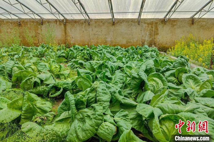 公珠湖執(zhí)勤點的大棚蔬菜，種菜是該執(zhí)勤點輪換民警們的日常?！↓埿▲P 攝