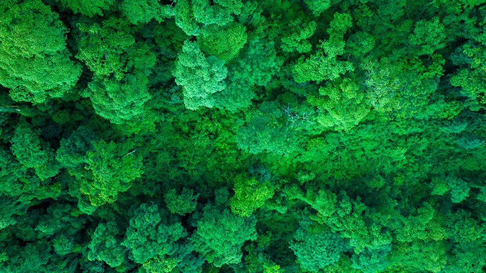 森林覆蓋率達到50%以上，滿目皆綠。益西曲批攝