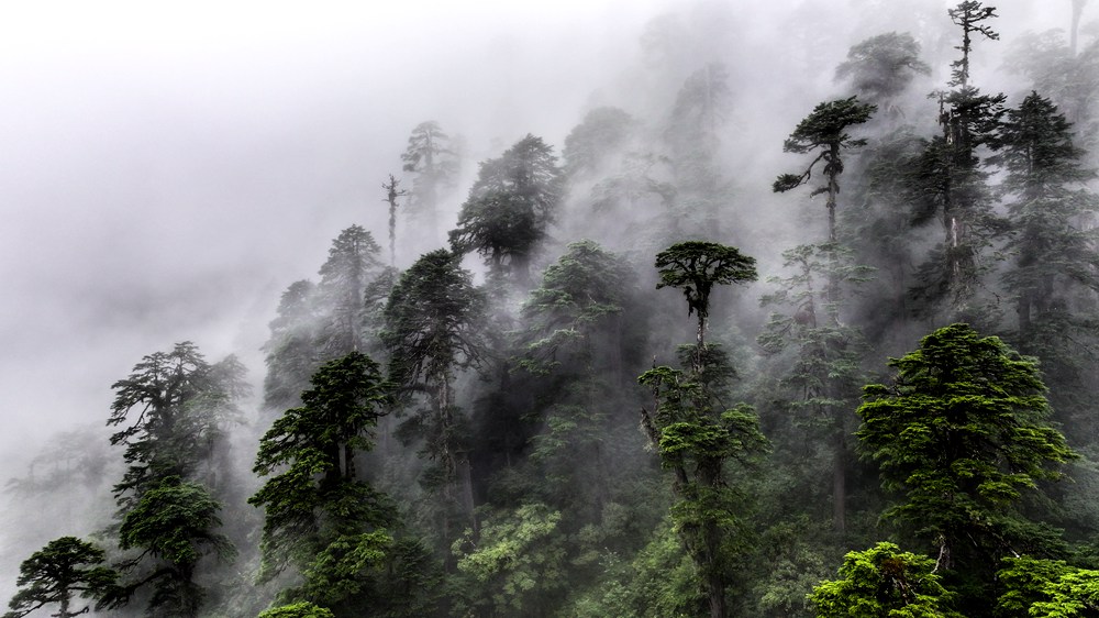 水霧蒸騰，滿目皆綠。張澤坤攝