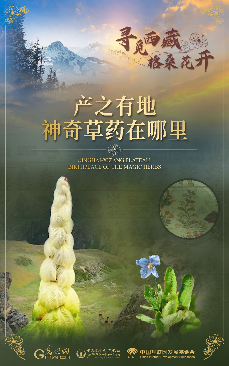 【尋覓西藏·格?；ㄩ_】產(chǎn)之有地：神奇草藥在哪里