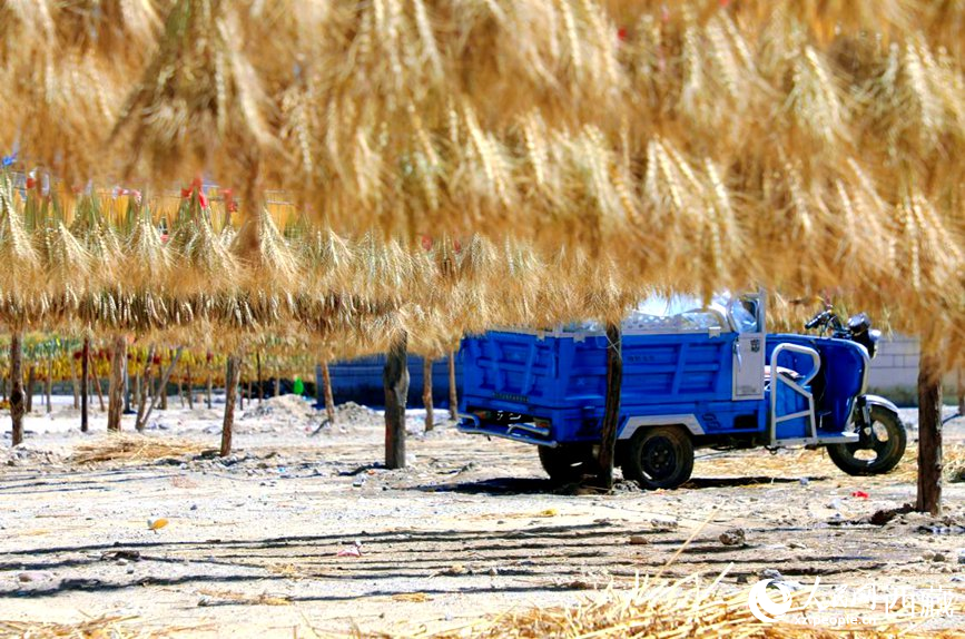 金燦燦的秋天，都是收獲。  人民網(wǎng) 李海霞攝