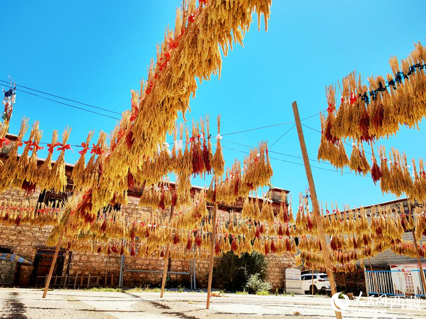 村子廣場(chǎng)上曬滿了糧食。 人民網(wǎng) 李海霞攝