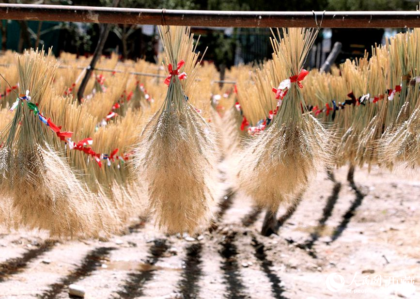 整個(gè)村莊沉浸在收獲的喜悅中。人民網(wǎng) 李海霞攝