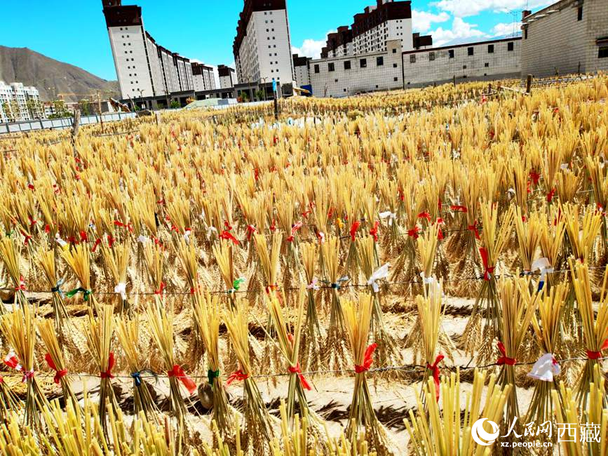 整個(gè)村莊沉浸在收獲的喜悅中。人民網(wǎng) 李海霞攝