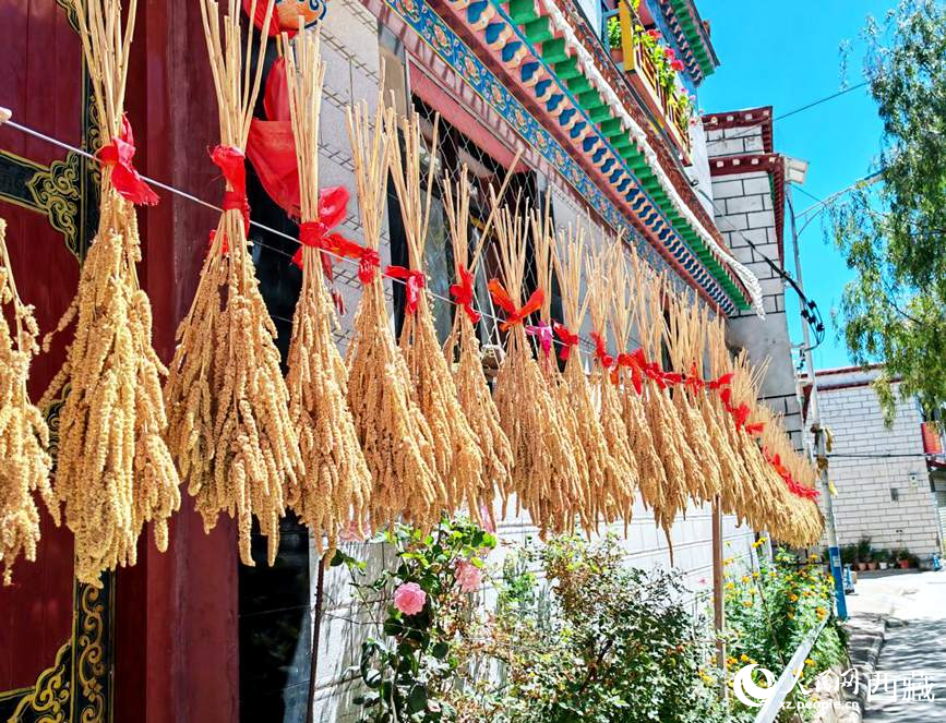 整個(gè)村莊沉浸在收獲的喜悅中。人民網(wǎng) 李海霞攝