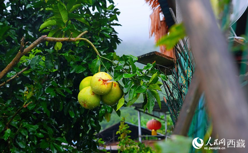 墨脫縣德興鄉(xiāng)德興村庭院果樹(shù)飄香。