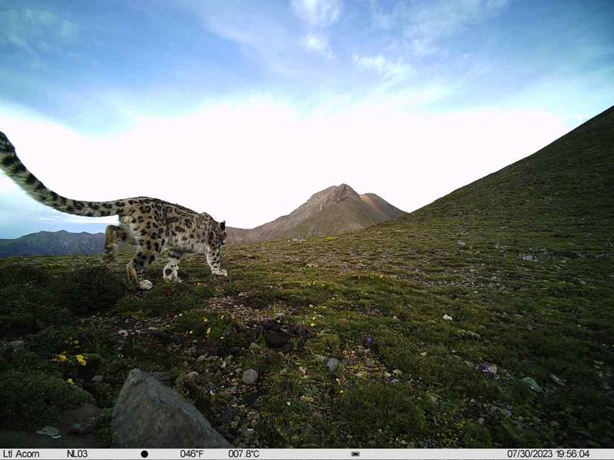 雪豹影像。山水自然保護(hù)中心供圖