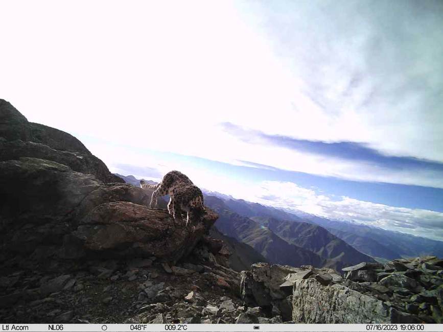 雪豹影像。山水自然保護(hù)中心供圖