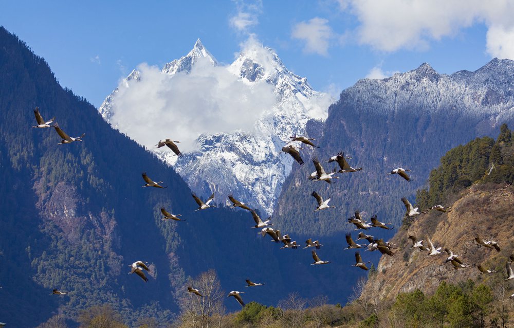 黑頸鶴蹁躚起舞美如畫。索多攝