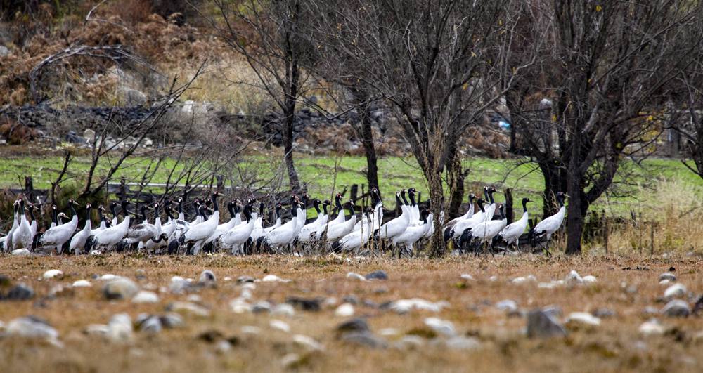 黑頸鶴在濕地上閑庭信步。索多攝