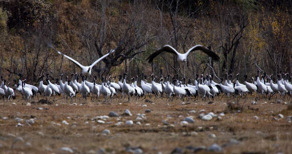 黑頸鶴蹁躚起舞美如畫。索多攝