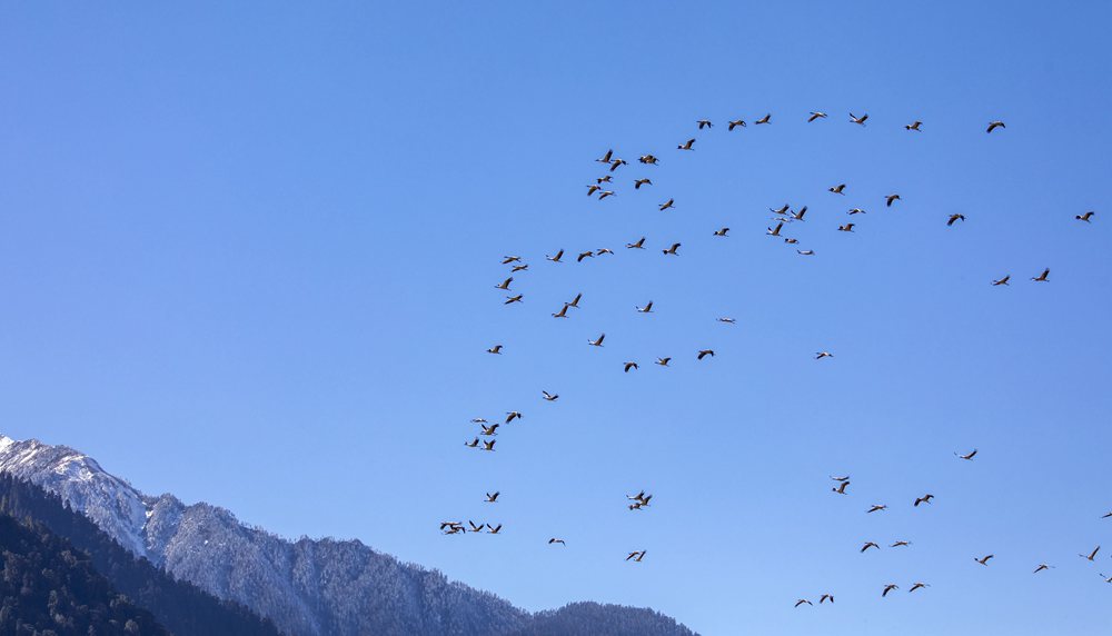 黑頸鶴在天空中自由翱翔。索多攝