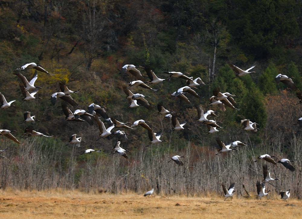 黑頸鶴蹁躚起舞美如畫。益西旦增攝