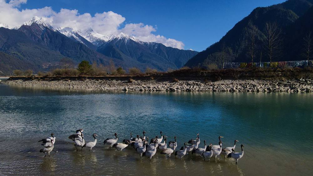 河中嬉戲的黑頸鶴。益西旦增攝