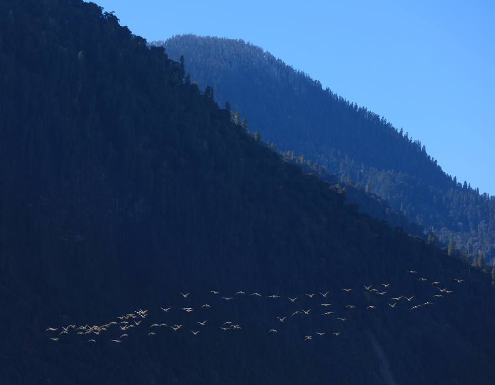 黑頸鶴在天空中自由翱翔。益西旦增攝