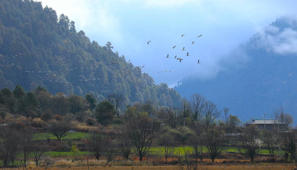 成群的黑頸鶴為冬日高原增添生機(jī)。益西旦增攝