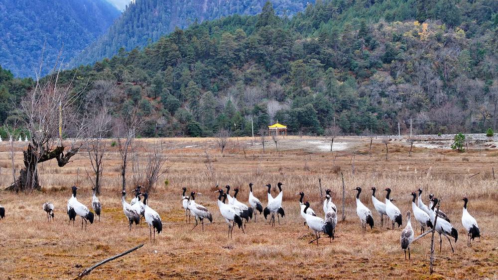 在濕地上閑庭信步的黑頸鶴。張寧攝