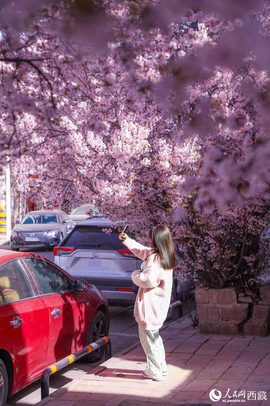 桃林下，拉薩市民游客樂(lè)享春光。人民網(wǎng)記者 次仁羅布攝