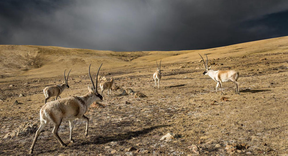 “高原精靈”藏羚羊。尼瑪多吉攝