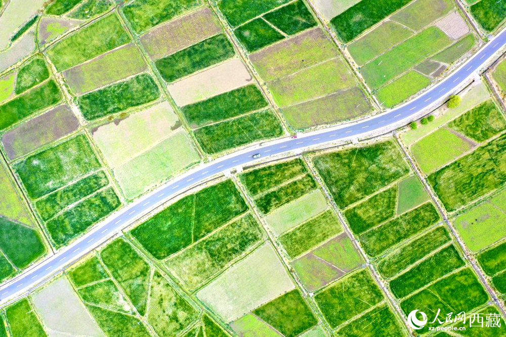 無人機視角下的西藏山南市瓊結農(nóng)田。人民網(wǎng)記者 次仁羅布攝