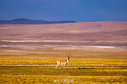 可愛(ài)壁紙上新！藏羚羊就是高原上的精靈吧
