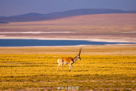 可愛(ài)壁紙上新！藏羚羊就是高原上的精靈吧