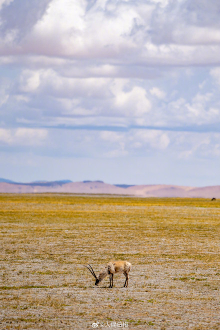 可愛(ài)壁紙上新！藏羚羊就是高原上的精靈吧