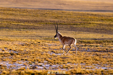 可愛(ài)壁紙上新！藏羚羊就是高原上的精靈吧