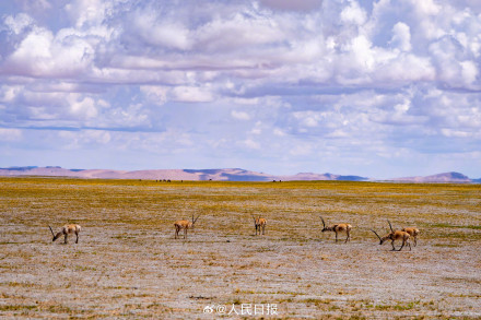 可愛(ài)壁紙上新！藏羚羊就是高原上的精靈吧