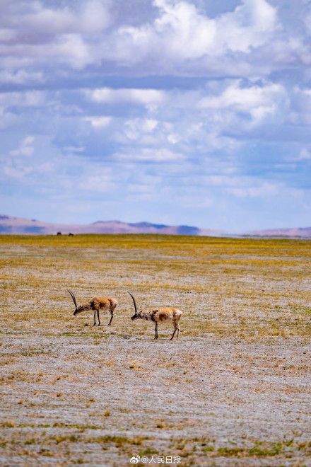 可愛(ài)壁紙上新！藏羚羊就是高原上的精靈吧
