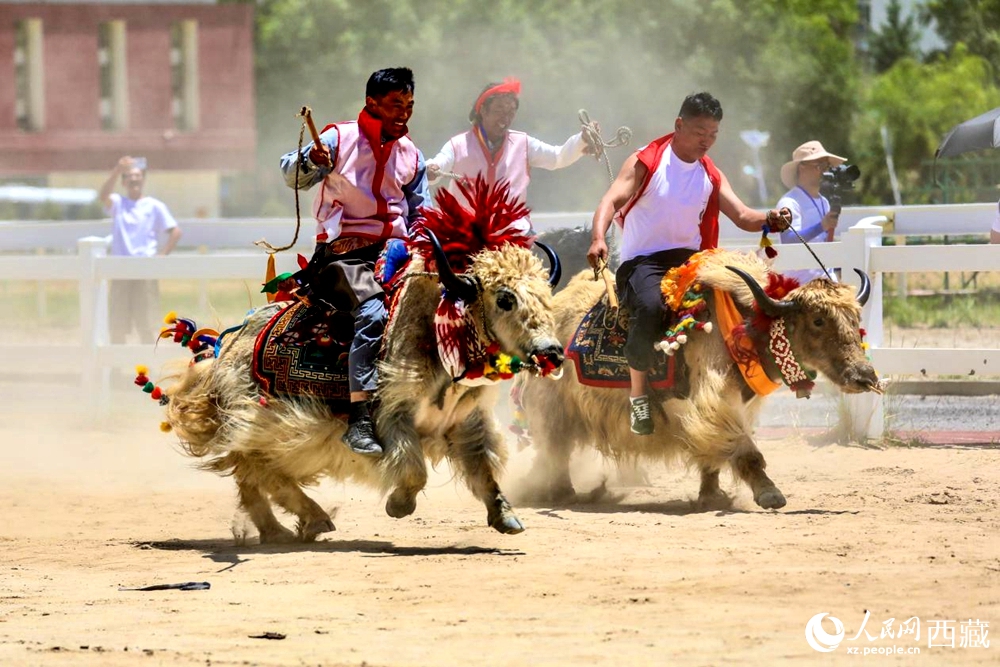 拉薩首屆農(nóng)牧民運(yùn)動(dòng)會(huì)上的賽牦牛比賽。
