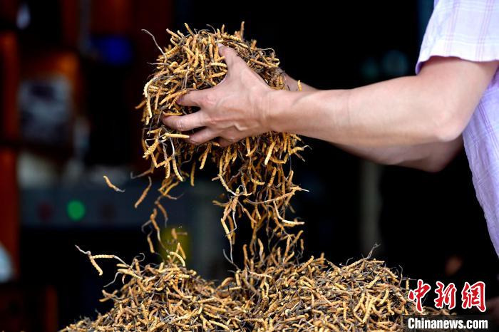 西藏拉薩:冬蟲(chóng)夏草交易忙