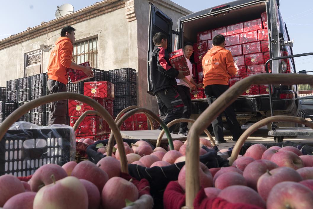 西部冰糖心蘋果，乘著商流上行。劉浩攝