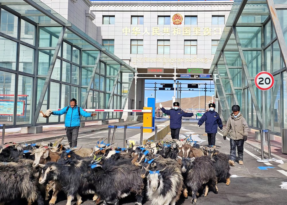 海關(guān)關(guān)員監(jiān)管驗(yàn)放出口活羊。次旺久美攝