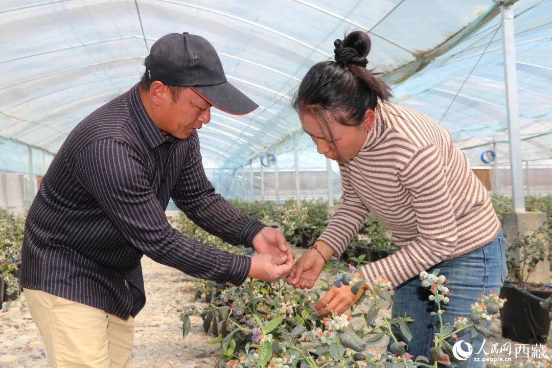 技術(shù)員劉家平和措姆在溫室大棚檢查藍莓的長勢。次仁龍布攝