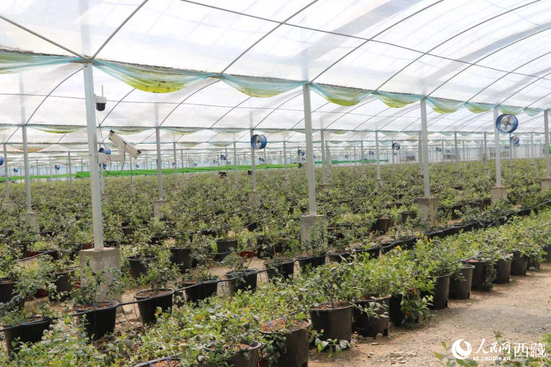 戈壁田園藍莓工業(yè)化種植基地。次仁龍布攝