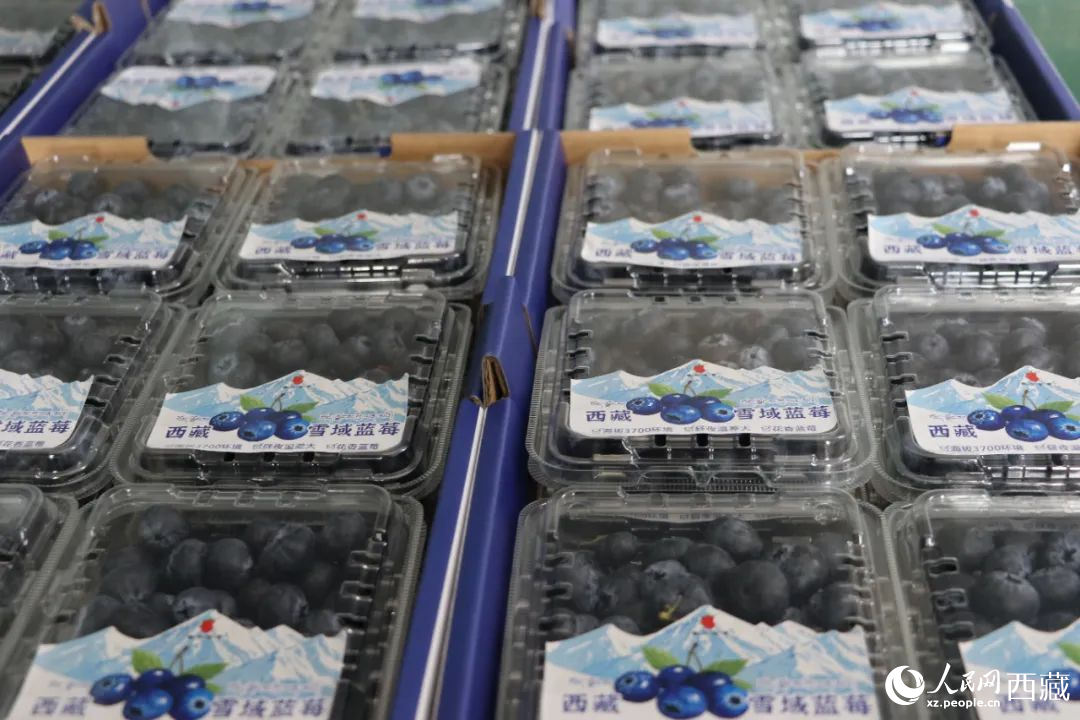包裝好的藍莓。次仁龍布攝