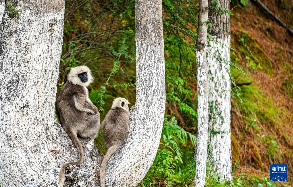 西藏亞東：長(zhǎng)尾葉猴下山“會(huì)客”