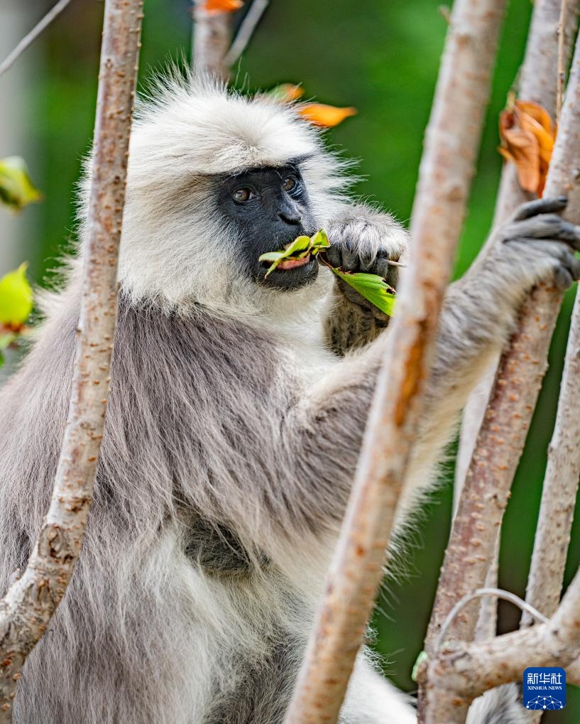 西藏亞東：長(zhǎng)尾葉猴下山“會(huì)客”