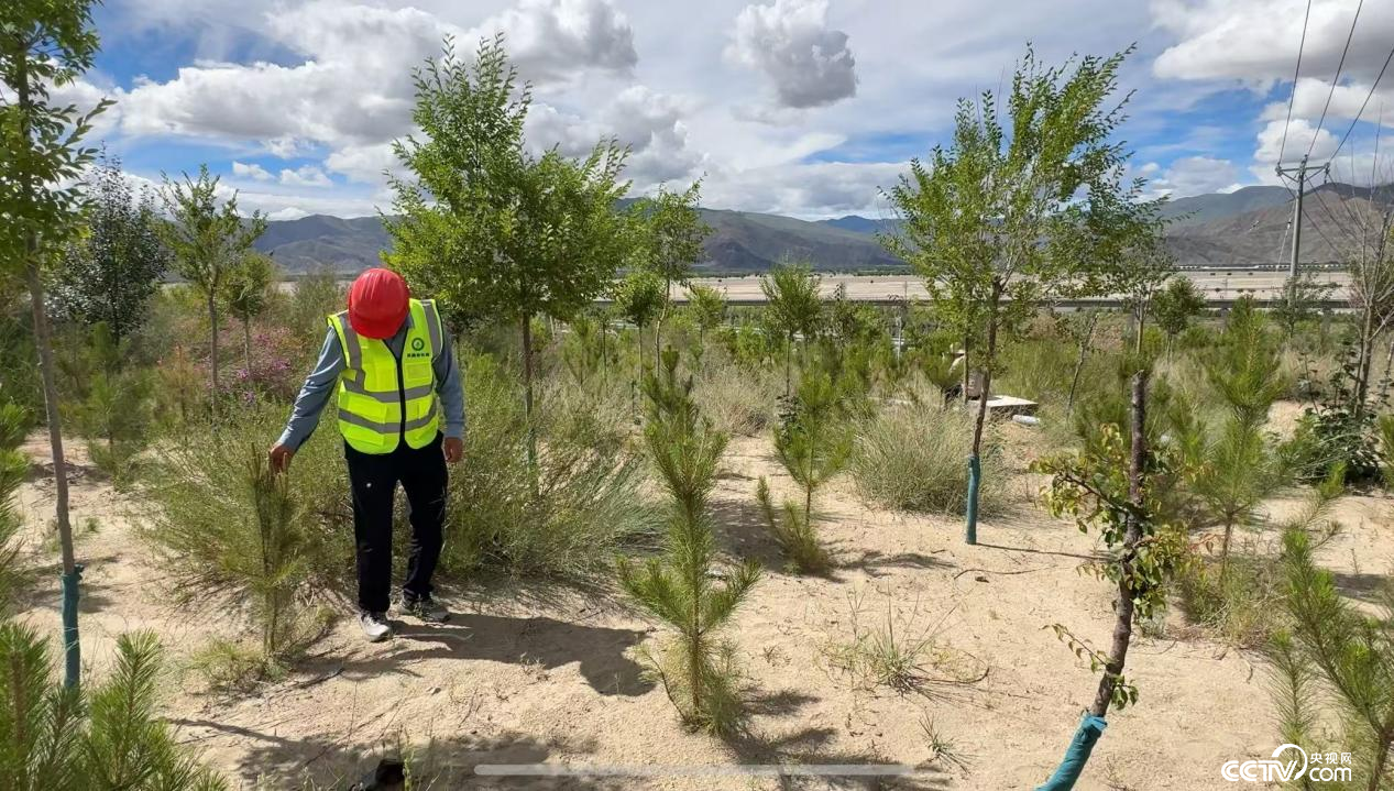 金輝在巡護樹苗 （攝影 李婷婷）