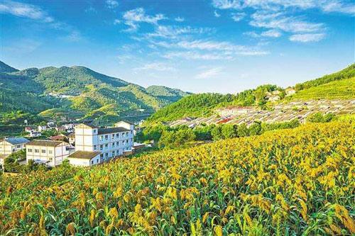 【理上網(wǎng)來o輝煌十九大】鄉(xiāng)村振興戰(zhàn)略：更綜合、全面、系統(tǒng)的發(fā)展戰(zhàn)略