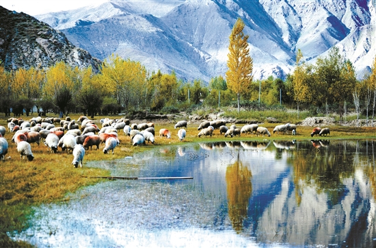 曲水縣郊外的怡人風(fēng)景。 拉薩日報(bào) 平措旺堆攝.jpg