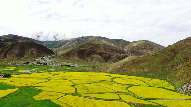 金燦燦的油菜花。洛克攝