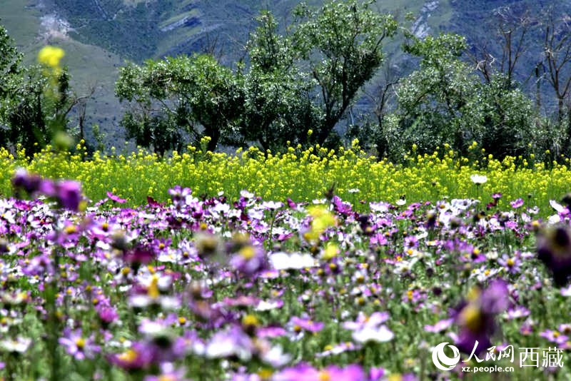 油菜花與格?；ㄏ嘤吵扇?。人民網 李海霞攝