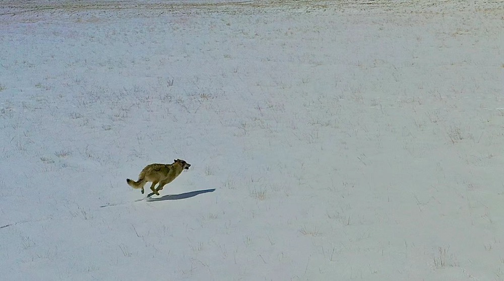 雪地里疾馳的阿里“狼”。
