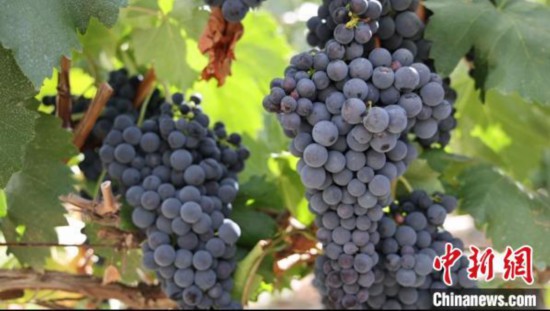 圖為桑日縣種植的葡萄?！∩侥仙Ｈ湛h委宣傳部提供
