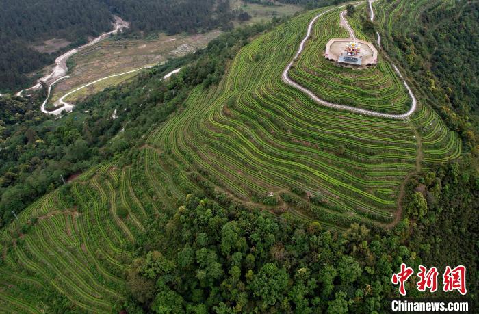 西藏墨脫:山村茶葉香